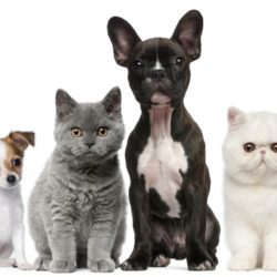 Four pets