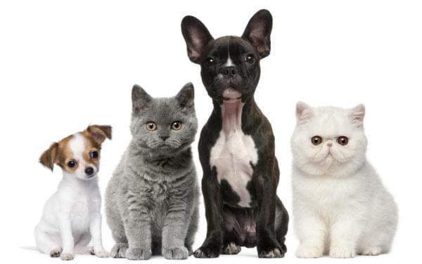 Four pets