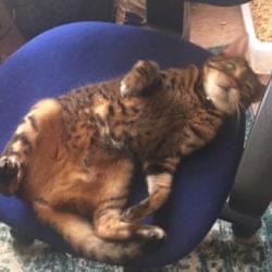 John's Cat
