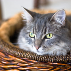 Pet cat
