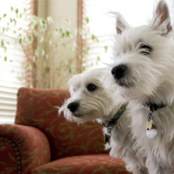 Dogs pets